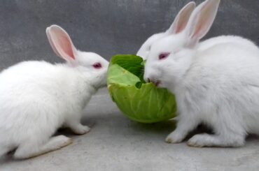 Bunnies eating cabbage ASMR