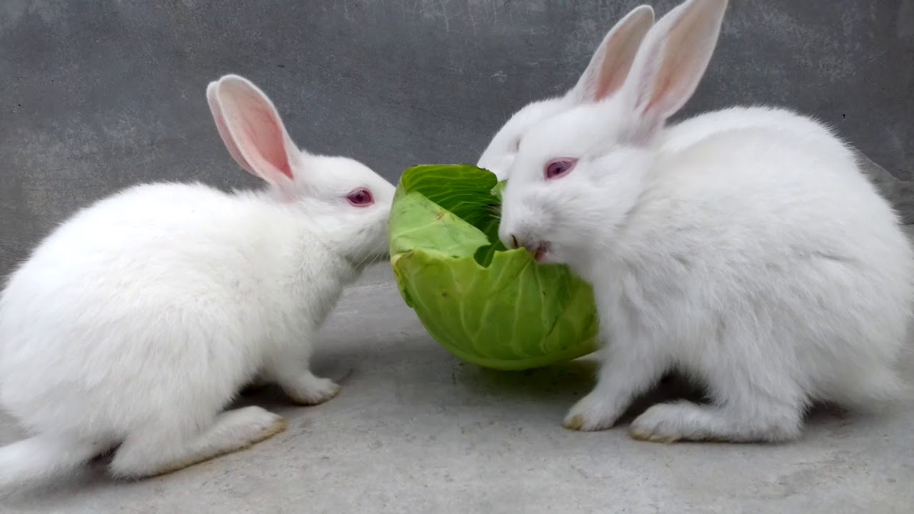 Bunnies eating cabbage ASMR