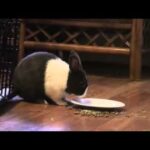 Animal Trick: Cute Pet Bunny Rabbit Dumps Food Plate on Cue