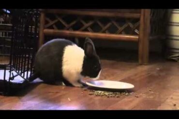 Animal Trick: Cute Pet Bunny Rabbit Dumps Food Plate on Cue