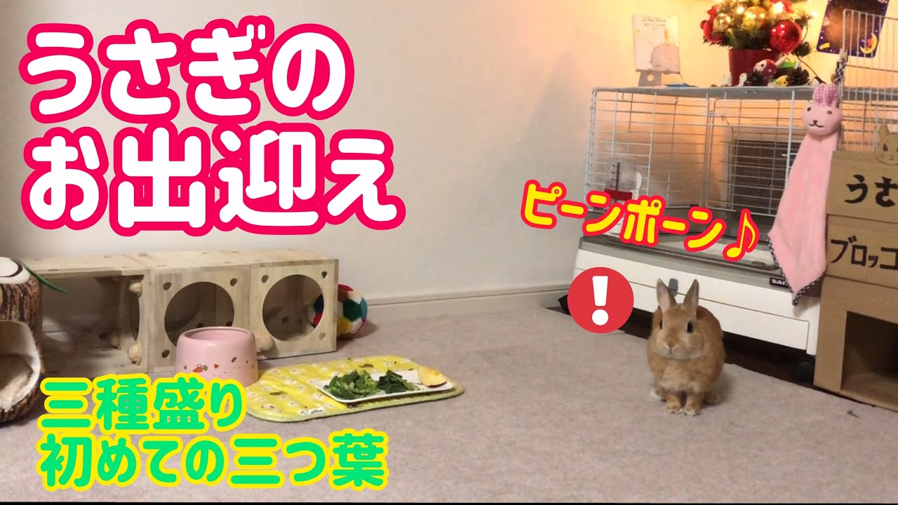 【うさぎ】ピンポンダッシュと初めての三つ葉【かわいい】Cute rabbit welcome #69