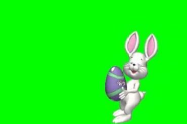 Cute Bunny in green screen