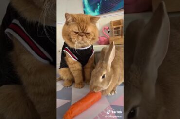 Cute cat and rabbit 😍