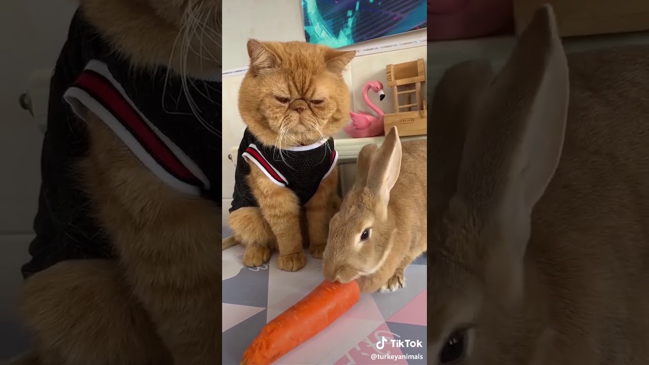 Cute cat and rabbit 😍
