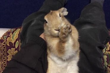 Rabbit Prays to God!