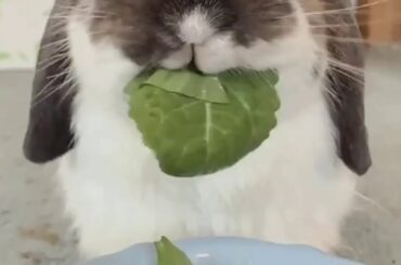 CUTE BUNNY EATING LEAVES🌿 COMPILATION 2019