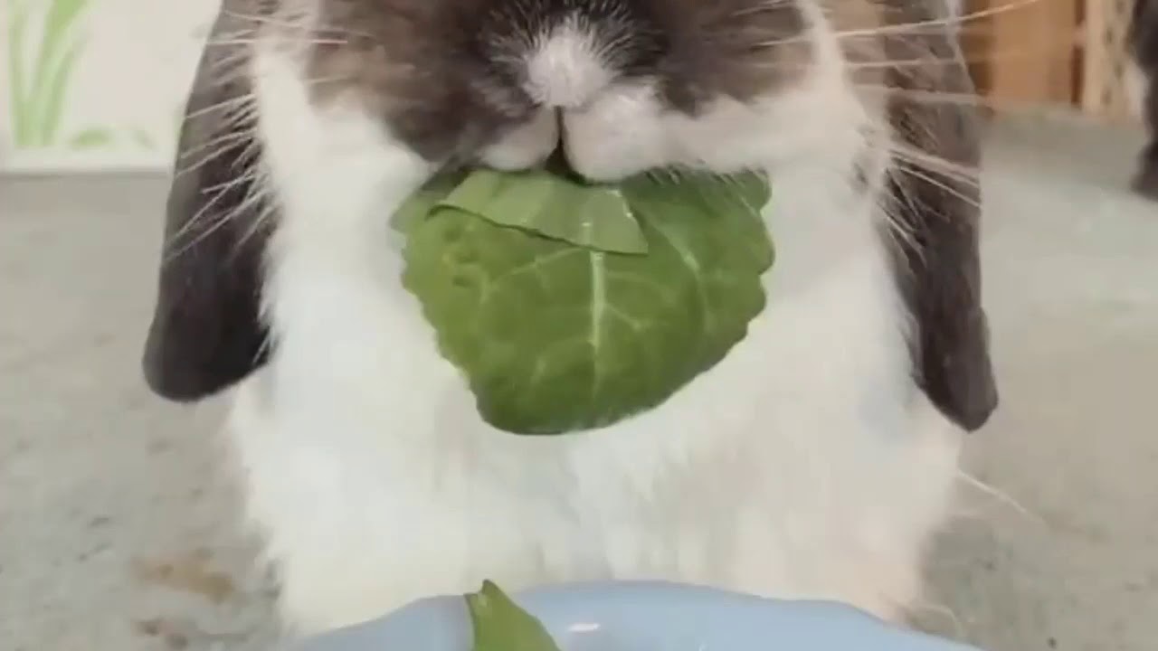 CUTE BUNNY EATING LEAVES🌿 COMPILATION 2019