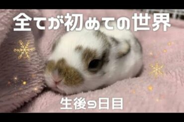 🐰初めて目が開いた赤ちゃんうさぎの大冒険！ホーランドロップ 生後9日目！