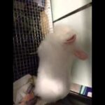 cute bunny farting