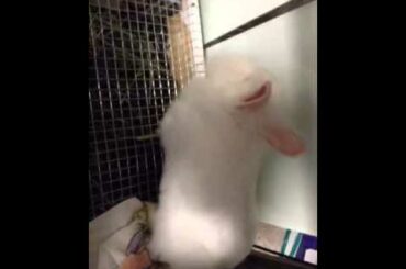 cute bunny farting