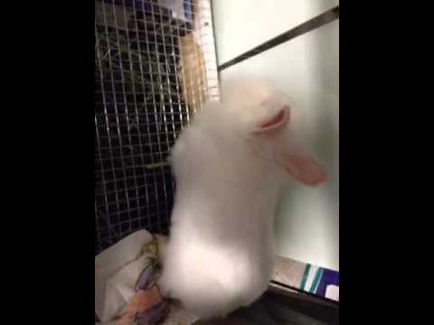 cute bunny farting