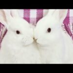 Cute Baby Bunny Rabbits Compilation -  Cute Rabbit at home