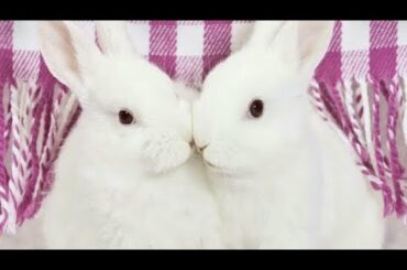 Cute Baby Bunny Rabbits Compilation -  Cute Rabbit at home
