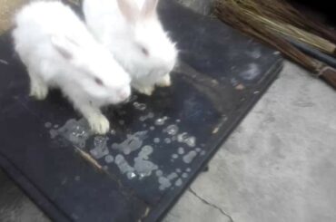 Lionhead angora rabbit