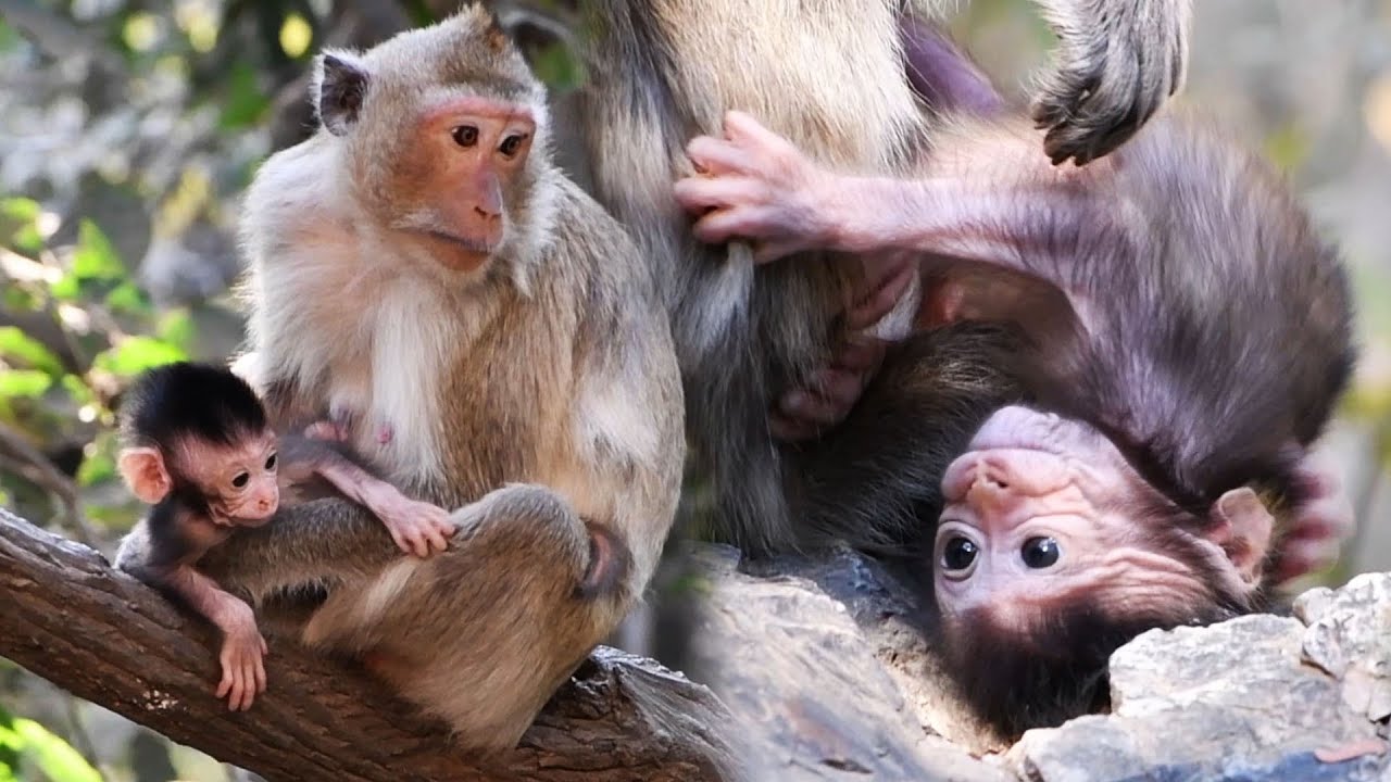 Cutest Baby Animal 2020, Adorable Mummy Handa Takes Care Her Baby Handy Very Well