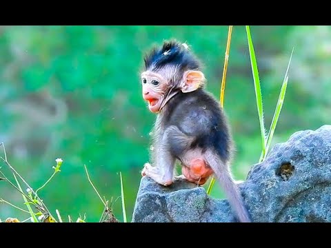 The next generation of most cute baby monkey and Lovely, Cute Baby Monkey Video