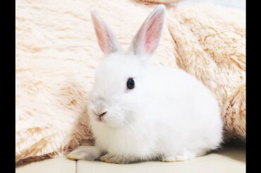 토끼 키우기 귀여운 아기 토끼 코코 Cute Rabbit CoCo