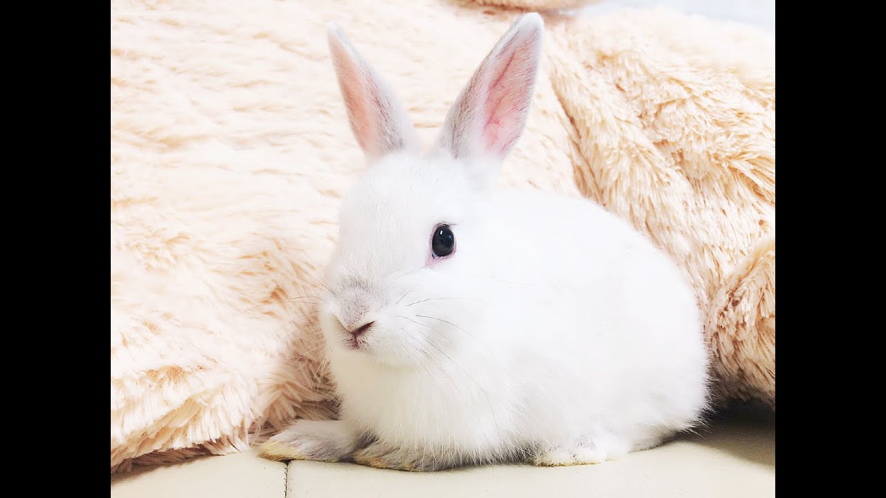 토끼 키우기 귀여운 아기 토끼 코코 Cute Rabbit CoCo