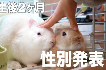 生後2ヶ月！性別発表！ママについて部屋んぽする子ウサギ【2 months after birth! Gender announcement! 】#90