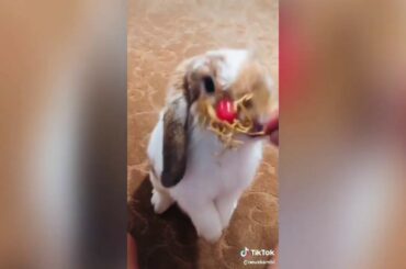 CUTE RABBIT EATING TIKTOK VIDEO COMPILATION 🐰🐇🐰|CUTE TIKTOK VIDEO