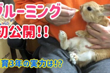 【うさぎ】飼育歴３年のグルーミングを見て下さい！【かわいい】Cute rabbit grooming #70