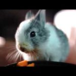 2 months old Rabbit Eats Carrot Mukbang ASMR