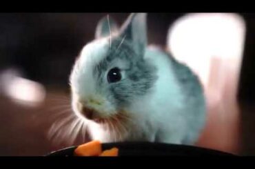 2 months old Rabbit Eats Carrot Mukbang ASMR