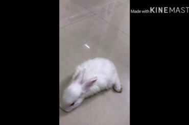 My two cute rabbits😍