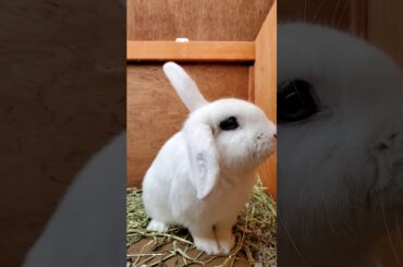Cute  bunny