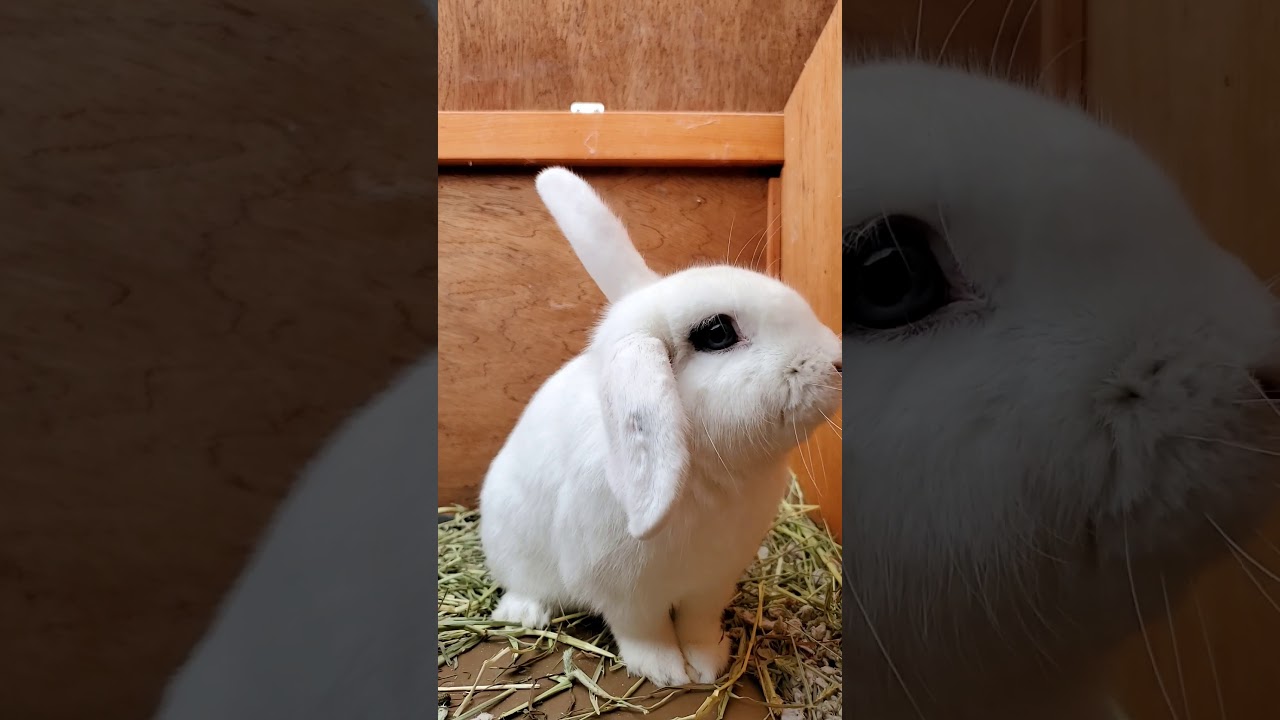 Cute  bunny
