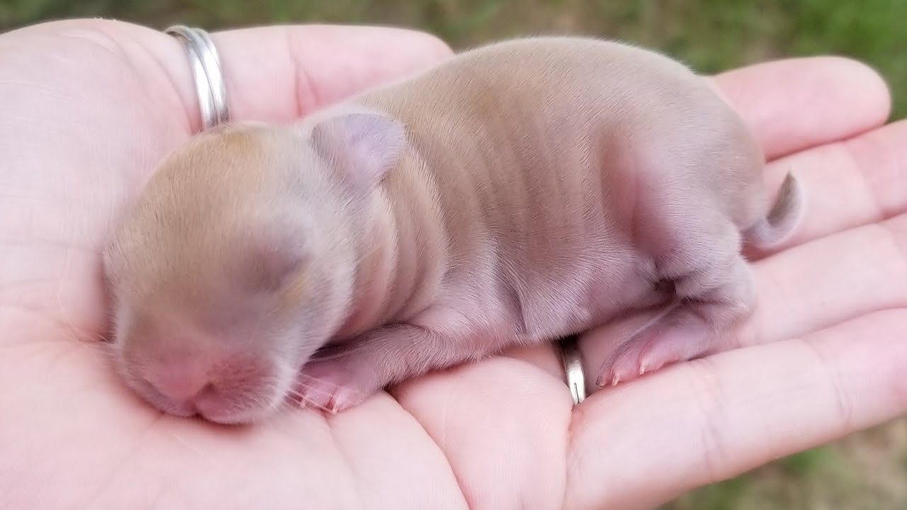 CUTE 1 DAY OLD BABY REX BUNNNIES