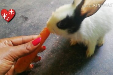 "PO" THE LILL RABBIT 🐇, VIDEO 2