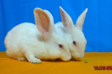 Funny bunny rabbit videos, cute rabbits