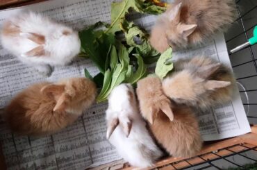 Little Bunnies / Rabbit