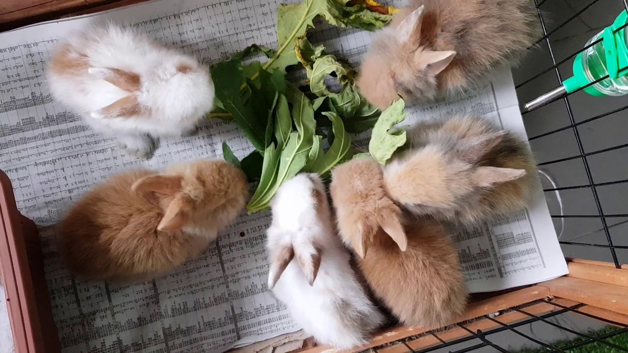 Little Bunnies / Rabbit