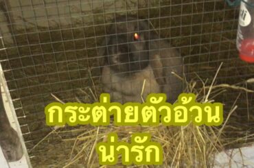 กระต่ายตัวอ้วนน่ารัก 🐇 Cute rabbit