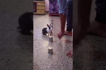 Talented rabbit / animals lovers / animals video / cute pets