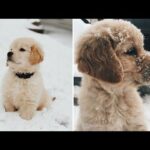Cute baby animals Videos Compilation - Cutest Puppies Doing Funny Things 2020 ❤️