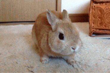 Rabbits Can Be So Cute And Amazing