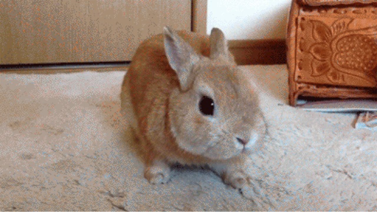 Rabbits Can Be So Cute And Amazing