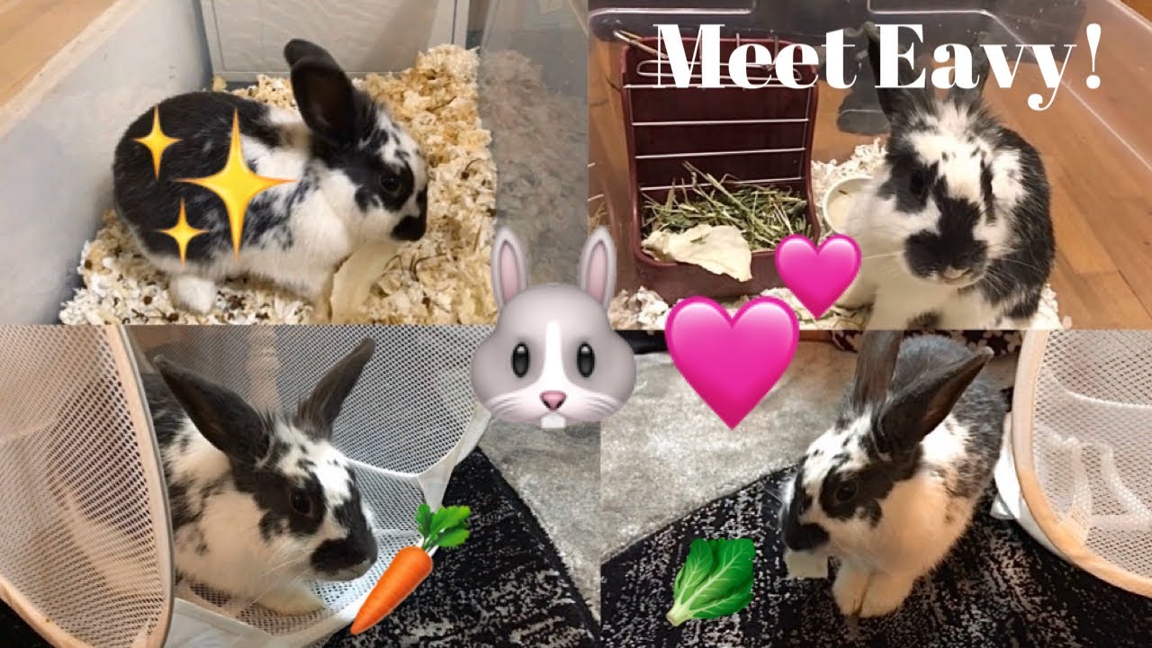 Meet Eavy The Rabbit! 🐰💕 (My Cousin’s Pet Rabbit)