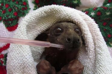 Red Rabbit Rescued Off A Barbed Wire Fence