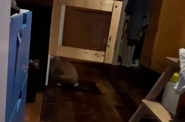 World's most cute rabbit in this world