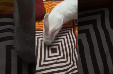 Bunny🐇🐰🐰 play with plate