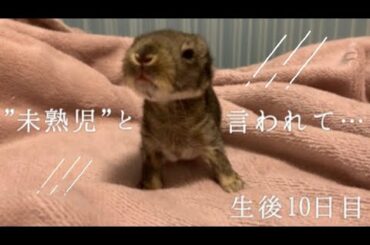 医師に「3日もちません」と言われた最小の赤ちゃんうさぎが、なんと…？生後10日目！