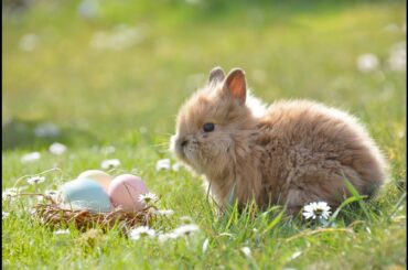 Funny and Cute Bunny Rabbit Compilation #1