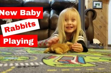 New Baby Rabbits - Red New Zealand Rabbits