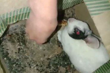 Cute Rabbit 😍 ll official video ll