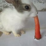 Rabbit eating crunchy carrot