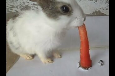 Rabbit eating crunchy carrot